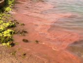بالصور.. "محميات البحر الأحمر": لا وجود لتلوث بترولى شمال الغردقة