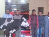 ضبط 8 متهمين بينهم عريف شرطة تخصصوا فى سرقة رؤوس الماشية بالغربية