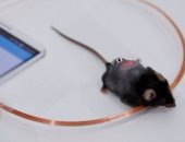 الفئران تقطع الخدمة الإلكترونية عن حكومة إستونيا