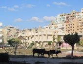 بالصور.. سكان الأمل ببورسعيد يشكون انتشار المواشى داخل حديقة بحى الزهور