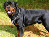 حبس صياد 6 أشهر لسرقته كلب "روت وايلر" من صديقه بالغردقة