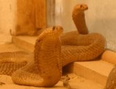 أخطر أنواع الثعابين فى مصر.. فيديو