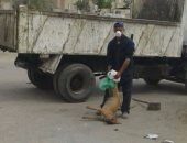 إعدام 162 كلبا ضالا فى حملة للطب البيطرى بالفيوم