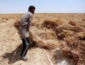 بلومبرج: مصر تواصل شراء القمح الأمريكى.. وجارى إرسال أول شحنة منذ يناير