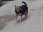 أهالى عين شمس يشكون من انتشار الكلاب الضالة بالشوارع