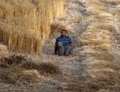 شاب فلسطينى يتحدى إعاقته ويتطوع فى موسم حصاد القمح  