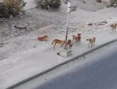 شكوى من انتشار الكلاب الضالة فى شوارع فلمنج بالإسكندرية