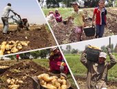 الموالح والبطاطس تدفع صادرات الزراعة لتحقيق 456 مليون دولار فى شهرين
