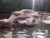بالفيديو..العثور على جثة حيوان مائى ضخم "غريب" فى إندونيسيا 