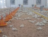 بالصور.. توقف 635 عنبر إنتاج داجنى بمحافظة دمياط بسبب أسعار الأعلاف