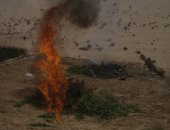 الجيش الثانى يدمر مزرعة لنبات البانجو المخدر بشمال سيناء