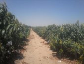 بالفيديو والصور .. محصول المانجو بالإسماعيلية فى خطر بسبب العفن الهبابى