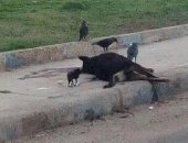 بالصور.. تفاقم أزمة جثث الكلاب الضالة بشوارع السويس