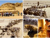 اكتشاف حوت برمائى عاش فى مصر قبل 43 مليون عام بواحة الفيوم