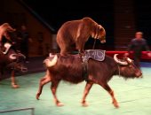 بالصور.. عروض بهلوانية للماعز والجاموس بسيرك فى بيلاروسيا