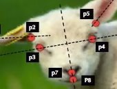 تقنية جديدة ترصد آلام الحيوانات من ملامح وجههم