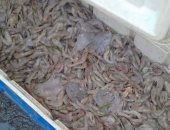 بالصور.. ضبط كميات من أسماك الزريعة الممنوع صيدها بميناء السويس