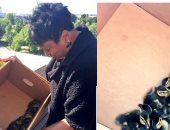 بالصور.. إنقاذ 10 بطات قبل سقوطها من الطابق السادس بمكتبة الكونجرس الأمريكى