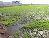 بالفيديو.. مزارعو الدقهلية يستغيثون من غرق أراضيهم بـ"مياه الصرف الصحى"