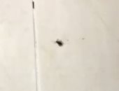 بالصورة .. الحشرات داخل غرفة العناية المركز فى مستشفى جامعة طنطا