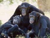 محكمة أمريكية ترفض طلب معاملة الشمبانزى بذات الحقوق التى يتمتع بها البشر