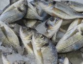 انخفاض أسعار الأسماك بجنوب سيناء