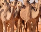 الإفراج عن 3480 رأس من الإبل الواردة من السودان عبر منفذ أرقين البرى