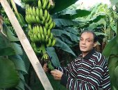 "الزراعة": حملة لمكافحة أمراض الموز والتوعية باستخدام الرى الحديث