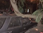 قارئ يشكو سقوط جذوع الأشجار فوق السيارات فى العجوزة بالجيزة