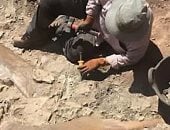 اكتشاف آثار أقدام ديناصور تعود للعصر الجوراسى بولاية تطاوين التونسية