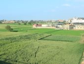 تقرير جديد: 99 ألف حالة تعد على 5000 فدان من الأراضى الزراعية بالدقهلية