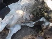 بالصور.. ضبط سيارة محملة بماشية مذبوحة بعد الوفاة قبل بيعها بالبحيرة  