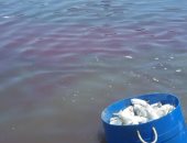 بالفيديو.. نفوق 200 طن أسماك بالمزارع فى دمياط بسبب تغير خواص المياه
