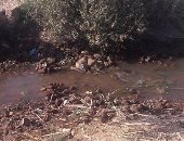 نقص المياه يهدد الأراضى الزراعية بديروط.. والفلاحون يشكون: كارثة للأرض