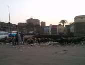 بالصور.. قارئ يرصد حالات لتربية المواشى على القمامة بمنطقة الزاوية الحمراء
