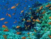 الشعاب المرجانية حول العالم قد تختفى بحلول عام 2100 بسبب تغير المناخ