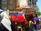 بالفيديو والصور.. مراجيح وركوب خيل بساحة المرسى أبو العباس احتفالا بالعيد