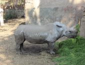 محمية كينية: نفوق آخر ذكر فى العالم من وحيد القرن الأبيض الشمالى 