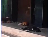 بالفيديو.. قارئ يرصد انتشار الكلاب أمام معهد القلب الجديد بإمبابة