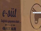 بالفيديو ..تميم يغذى القطريين بـ"لبن الحمير" التركى لتعويض نقص الحليب البقرى