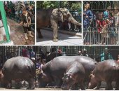 حديقة الحيوان بالجيزة: 7 آلاف زائر حتى الآن فى احتفالات عيد الميلاد