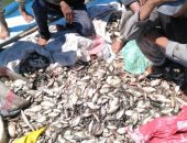 بالصور.. إزالة تعديات ومخالفات بنهر النيل و40 قضية صيد مخالف بكفر الشيخ