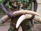 الإندبندنت: مقاتلو بوكو حرام يحصلون على التمويل من بيع "أنياب" الأفيال النادرة