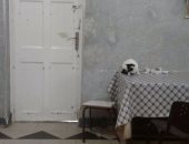 قارئ يرصد قطط على باب غرفة العناية المركزة بالمستشفى الميرى بالإسكندرية