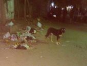 بالصور.. انتشار الكلاب الضالة فى شارع الأصبغ بالزيتون 