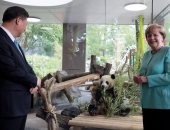 بالصور.. ميركل ورئيس الصين يحضران حفل استقبال الباندا "منج جياو" بحديقة حيوان برلين 