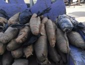 بالصور.. حملة مرورية تضبط سيارة محملة بالبانجو فى التل الكبير 