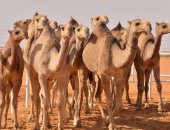 الإفراج عن 3 آلاف و850 رأس من الإبل الواردة من السودان فى أسوان