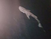 ننشر صور القرش "بهلول" بعد ظهوره فى البحر الأحمر