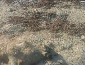 جمعية الإنقاذ البحرى: العثور على خراف نافقة على شواطئ مدينة رأس غارب